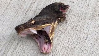 Most AMAZING Animals That LIVE After Death!