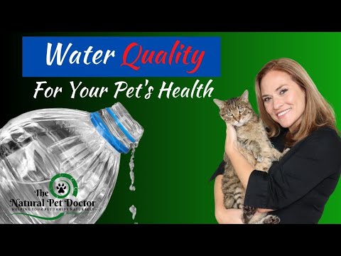 What Kind of Water Should I Give My Dogs and Cats?