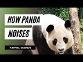 The Animal Sounds: Panda's Sound Effect / Animation