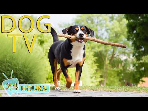 DOG TV for Dogs to Watch: Best Videos Entertain for Dogs All-Day Left Home Alone - Music for Dogs