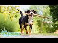 DOG TV For Dogs To Watch Best Videos Entertain For Dogs All Day Left Home Alone Music For Dogs