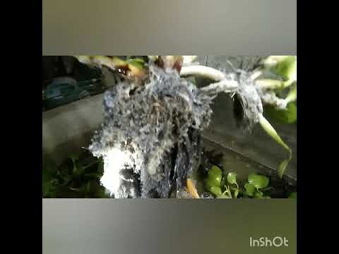 2nd koi breeding for january 2020/ virgilio sunga/ beth koi/ koi breeding