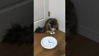 猫　vs　時計