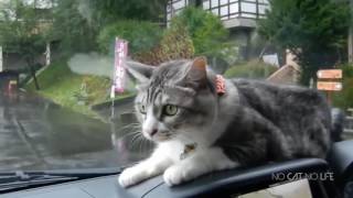 Тест на психику с котиками. Кто засмеется тот псих