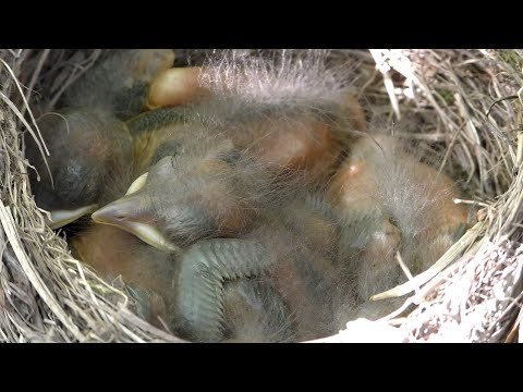 Blackbird nesting