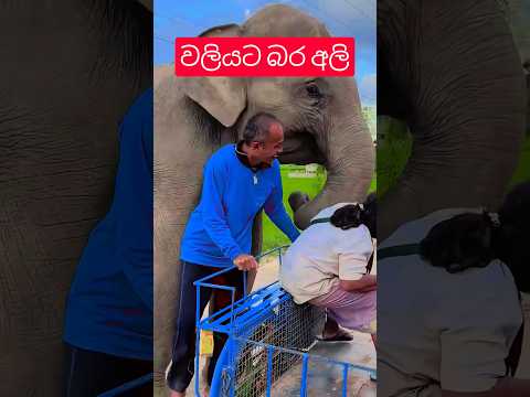වලියට බරි අලි #elephants #animals #shorts #shortvideo