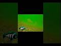 Video Thumbnail for PERCH #icefishing #shorts #fishingvideo #perch