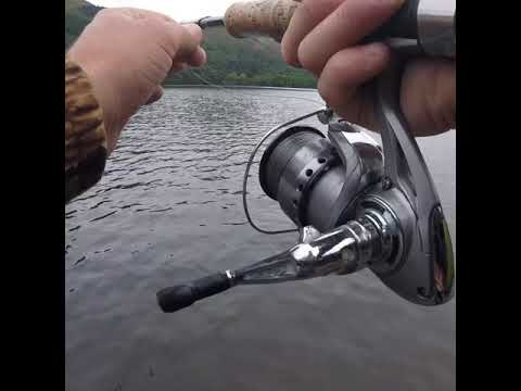 Wobbling mackerel for pike