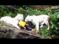 White Tiger Attack at Singapore Zoo(latest edited.