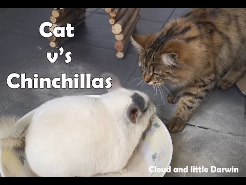 Chinchillas v's Cat, cat likes to play with the chinchillas