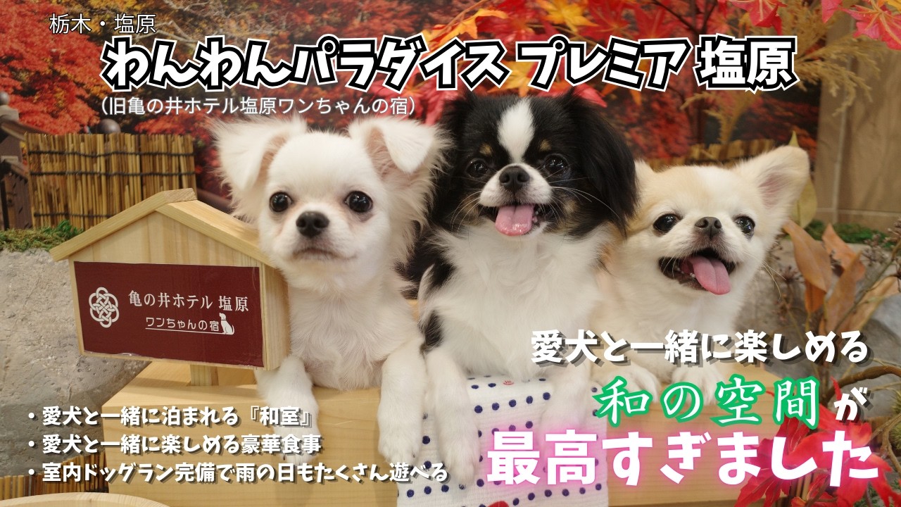 【わんわんパラダイスプレミア塩原】愛犬と一緒に楽しめる和の空間が最高すぎました！（旧：亀の井ホテル塩原ワンちゃんの宿）