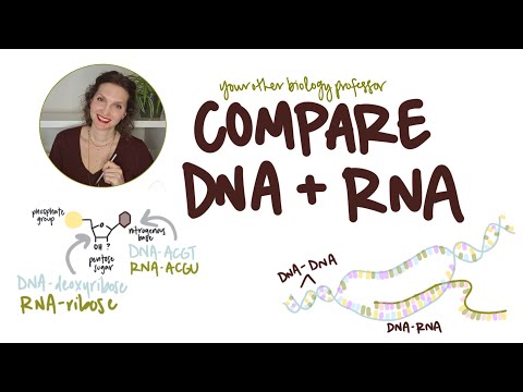 DNA vs RNA: 7 Key Differences!