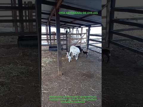 CRÍA ARTESANAL DE OVEJAS. ENFOQUE TRADICIONAL LLANERO. San José de Guaribe, Guarico Venezuela 🇻🇪