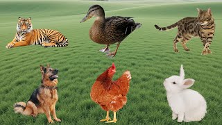 Download Lagu Funny Animals: Tiger, Duck, Cat, Dog, Chicken, Rabbit - Animal Moments Thumbnail