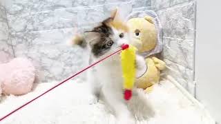 マンチカンの動画01