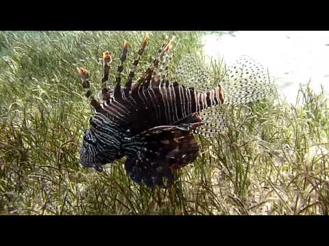 Rotfeuerfisch Dez.2010, Coraya Bay,Ägypten