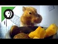 Hamster Stuffing Cheeks