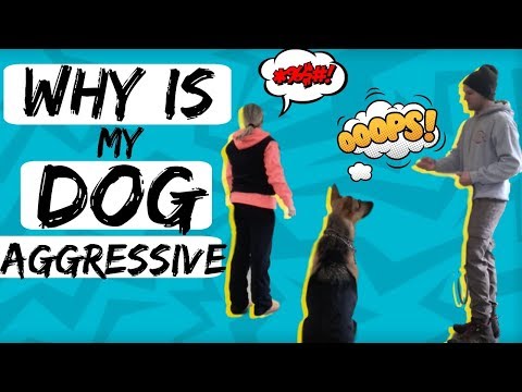 How to Stop Fear based Aggression-Fearful Dog Training with a German Shepherd Dog