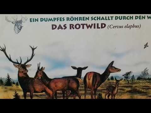 EBERSBERG - Ebersberger Forst - Walderlebnispfad Sauschütt