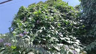 תונברגיה גדולת פרחים מטפס פורח שמזמין אליו צופיות