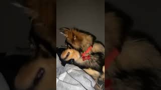 Shepherd Husky Puppies Videos