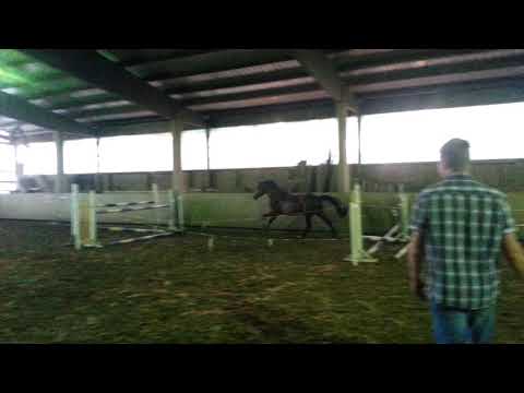 Can Fight D (Freisprungen)