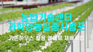 군위군 농업기술센터 과학영농실증시범포 기존하우스 활용한 엽채류 재배시험