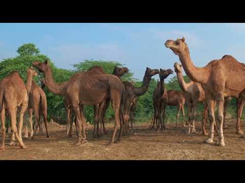 Top 50 Amazing Facts About camels #factsofcamels #allaboutcamels #learnaboutcamels