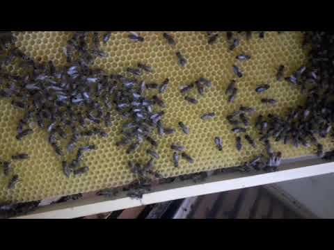 775. doua foite la cladit si  miere zero