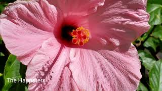 Types Of Hibiscus Flowers Native To Hawaii #thehappsters #hibiscusflowers #exoticflowers