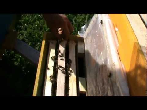 2/2 Lucruri practice cu dl. Viorel SFICHI, constructorul "Bio Stup - Ioan Ursu", la mica sa stupina