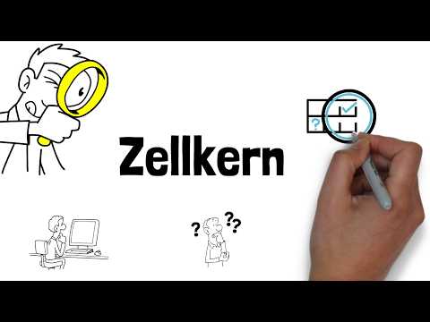 Zellkern Struktur & Aufgaben - Warum ist er so wichtig?