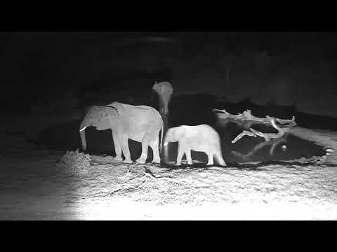 Djuma: Small herd of Elephants - 12/28/18