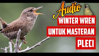 Download lagu Audio WINTER WREN Untuk Masteran PLECI Tembakan Mewah #masteranpleci mp3