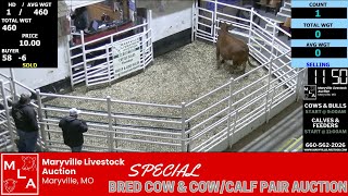 10/30/2025 – Bred Cow & Cow/Calf Pair Special | Maryville Livestock Auction
