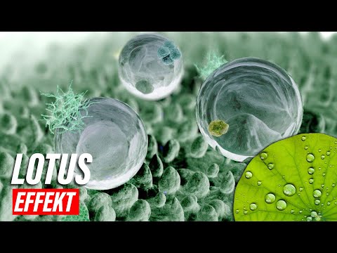 Der Lotusblatteffekt: Das Geheimnis der Natur für selbstreinigende Oberflächen 🌿✨