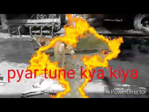 Pyar tune kya kiya dog and dogi video .com
