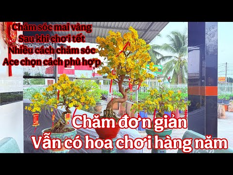 chăm sóc mai vàng sau khi chơi tết 2026 ( cắt tỉa cành mai vàng để chơi tết 2027 )