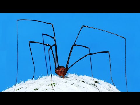 Why Are Daddy's Legs Long?