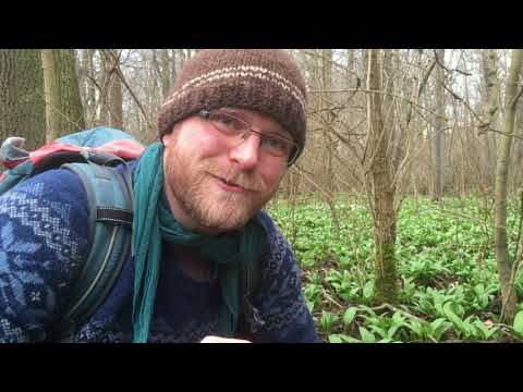Wildkräutersalat im Vorfrühling - Scharbockskraut