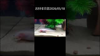 ささかま20260518 #ウーパールーパー