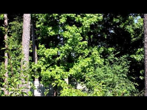 TruGlo TruBrite Red/Green Dot Sight Review