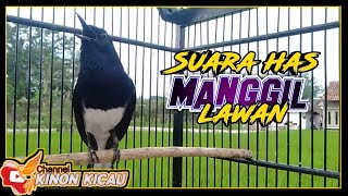 Download lagu ⛔ Suara Pancingan Burung Kacer Ngeplong Gacor Santai Manggil Lawan ♨️ mp3 Download lagu ⛔ Suara Pancingan Burung Kacer Ngeplong Gacor Santai Manggil Lawan ♨️ mp3