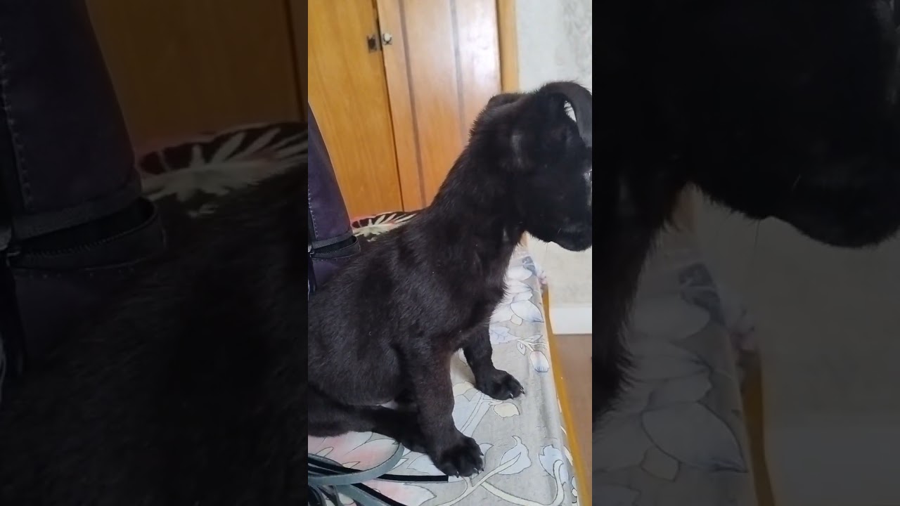 Cachorro raça SRD-ViraLata idade 2 a 6 meses nome Benício 