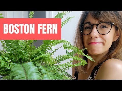 download lagu mp3 mp4 Nephrolepis, download lagu Nephrolepis gratis, unduh video klip Nephrolepis