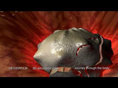 Journey trough the human body in 3D Flight & Motion simulation