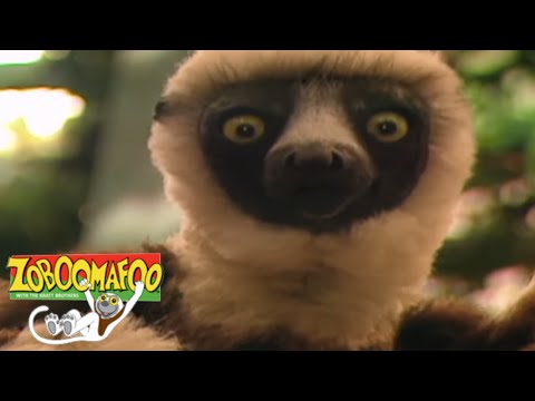 🐒 Zoboomafoo 115 - Fling | HD | Full Episode 🐒