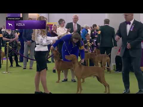 Vizsla | Breed Judging 2025