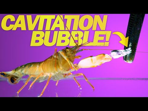 The Natural World Joy and Human Becoming an On Being animation