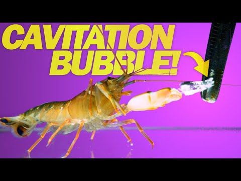 Here's How Fast A Snapping Shrimp Can Attack In 11,000 Frames Per Second